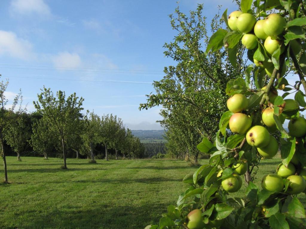 Le Mont D'Auge Bed & Breakfast Canapville  Dış mekan fotoğraf